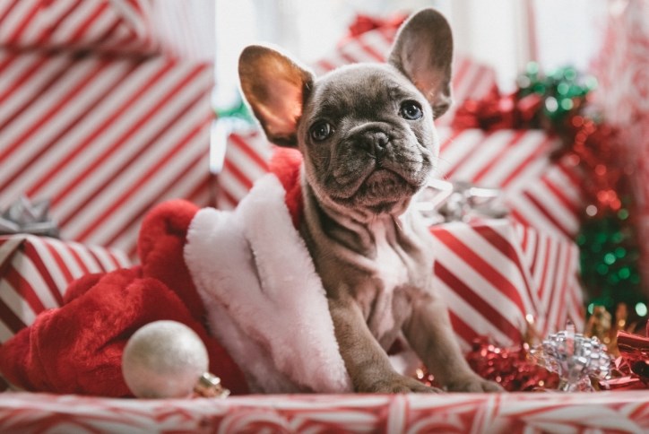 Puppy in Santa hat at Sterling on the Lake