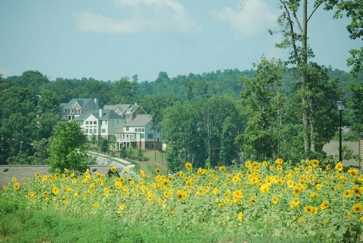 Wildflowers blooming in Sterling on the Lake